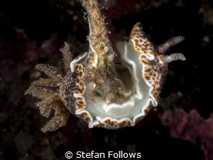 Get a grip. Nudibranch - Chromodoris mandapamensis. Samra... by Stefan Follows 